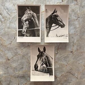 Vintage German Horse Photography Postcards